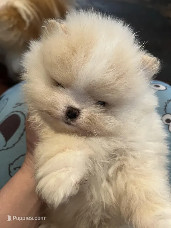 Boy #2  – Pomeranian puppy for sale in New Britain, CT