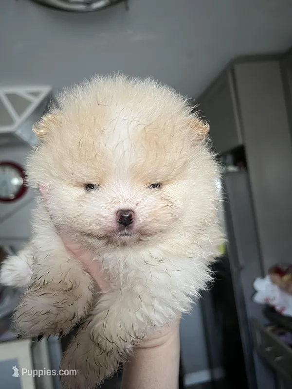 Boy #2  – Pomeranian puppy for sale in New Britain, CT