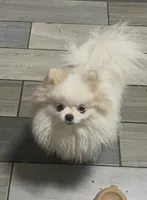 Boy #2 , a male Pomeranian for sale in New Britain, CT – Photo 2 of 5