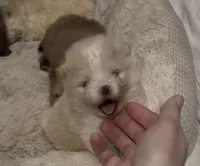 Boy #2 , a male Pomeranian for sale in New Britain, CT – Photo 4 of 10