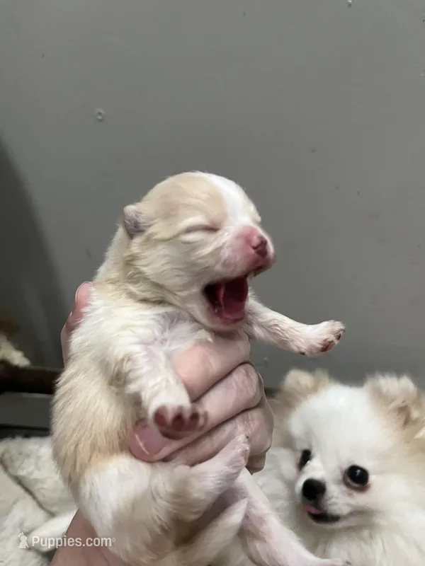 Boy #2  – Pomeranian puppy for sale in New Britain, CT