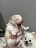 Boy #2 , a male Pomeranian for sale in New Britain, CT – Photo 1 of 5