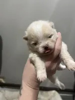 Boy #2 , a male Pomeranian for sale in New Britain, CT – Photo 5 of 10