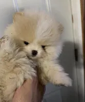 Boy #2 , a male Pomeranian for sale in New Britain, CT – 4 of 9