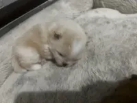 Boy #2 , a male Pomeranian for sale in New Britain, CT – Photo 2 of 10