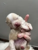 Boy #2 , a male Pomeranian for sale in New Britain, CT – Photo 3 of 5