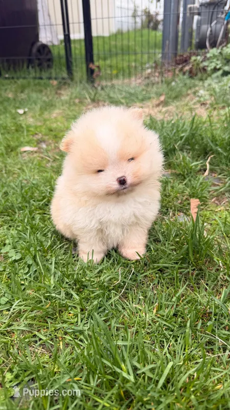 Boy #2  – Pomeranian puppy for sale in New Britain, CT