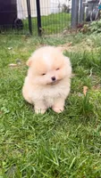 Boy #2 , a male Pomeranian for sale in New Britain, CT – 5 of 9