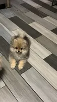 Girl #1 , a female Pomeranian for sale in New Britain, CT – 5 of 10