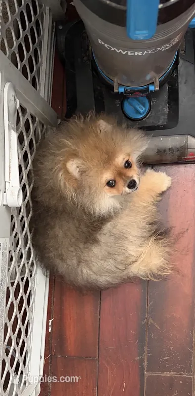 Girl #1  – Pomeranian puppy for sale in New Britain, CT