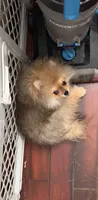 Girl #1 , a female Pomeranian for sale in New Britain, CT – 1 of 10