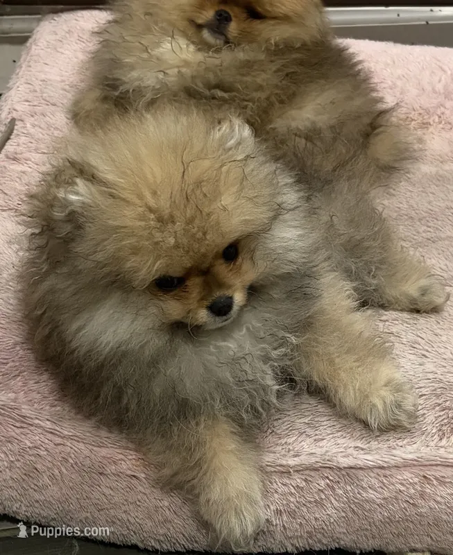 Girl #1  – Pomeranian puppy for sale in New Britain, CT
