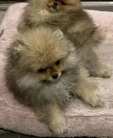 Girl #1 , a female Pomeranian for sale in New Britain, CT – 4 of 10