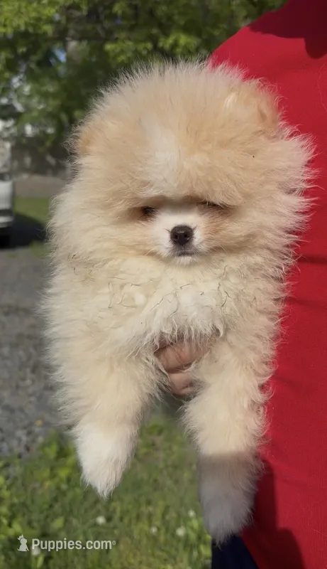 Boy #2  – Pomeranian puppy for sale in New Britain, CT