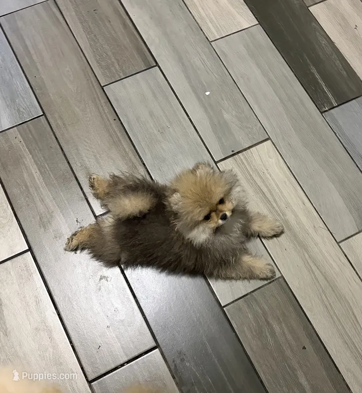 Girl #1  – Pomeranian puppy for sale in New Britain, CT