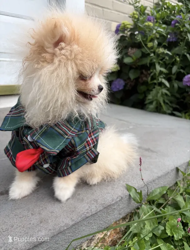 Boy #2  – Pomeranian puppy for sale in New Britain, CT