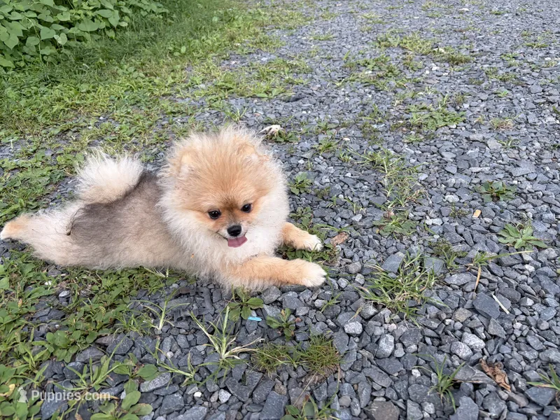 Girl #1  – Pomeranian puppy for sale in New Britain, CT
