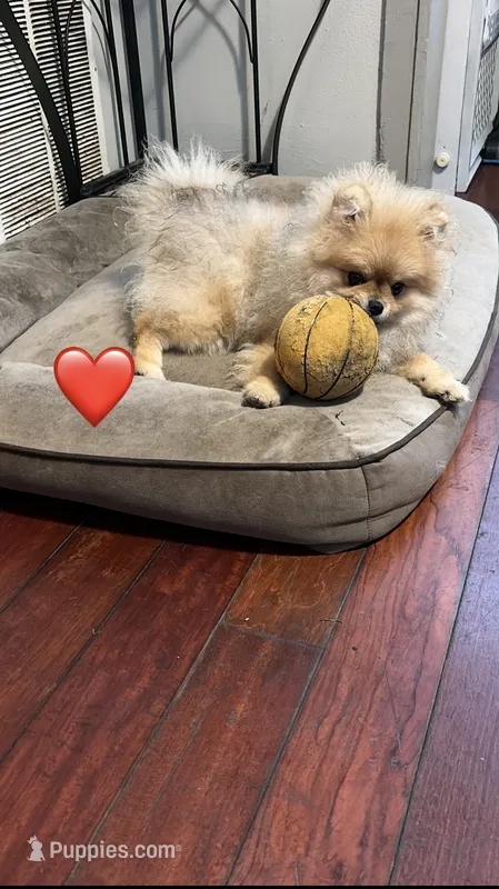Girl #1  – Pomeranian puppy for sale in New Britain, CT