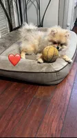 Girl #1 , a female Pomeranian for sale in New Britain, CT – 1 of 10