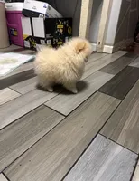 Boy #2 , a male Pomeranian for sale in New Britain, CT – 5 of 10