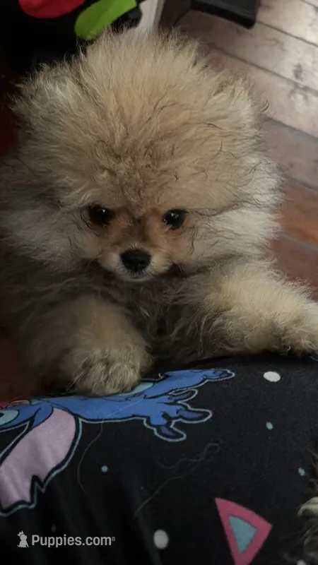 Girl #1  – Pomeranian puppy for sale in New Britain, CT