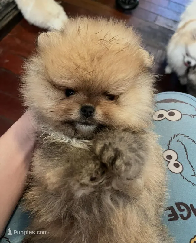 Boy #1 – Pomeranian puppy for sale in New Britain, CT