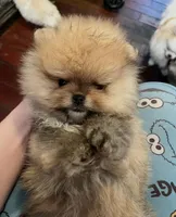 Boy #1, a male Pomeranian for sale in New Britain, CT – 3 of 9