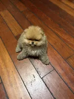 Boy #1, a male Pomeranian for sale in New Britain, CT – 4 of 9