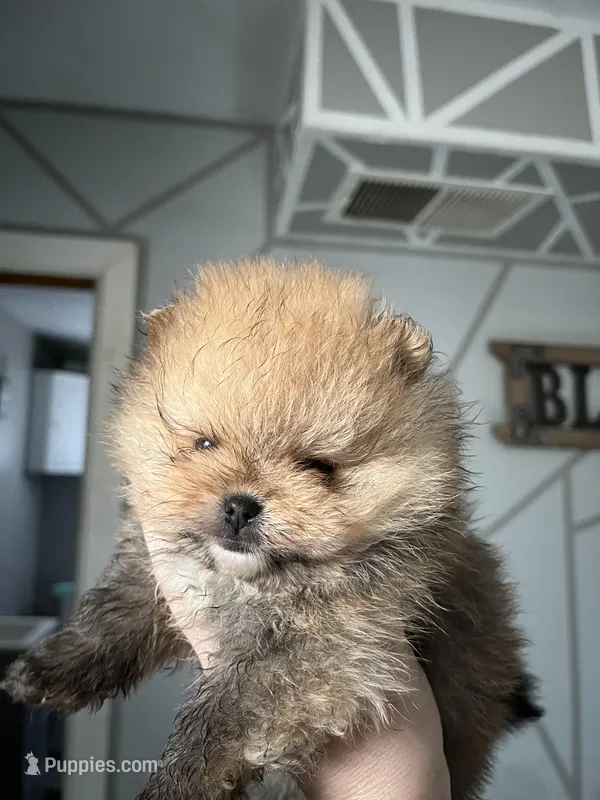 Boy #1 – Pomeranian puppy for sale in New Britain, CT