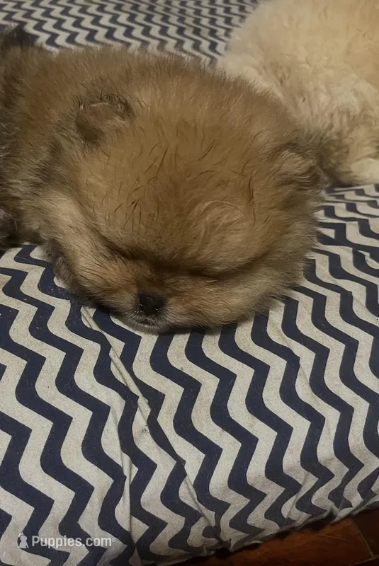 Boy #1 – Pomeranian puppy for sale in New Britain, CT