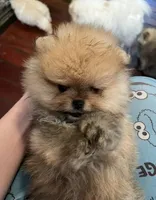 Boy #1, a male Pomeranian for sale in New Britain, CT – 5 of 9
