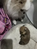 Boy #1, a male Pomeranian for sale in New Britain, CT – Photo 6 of 9