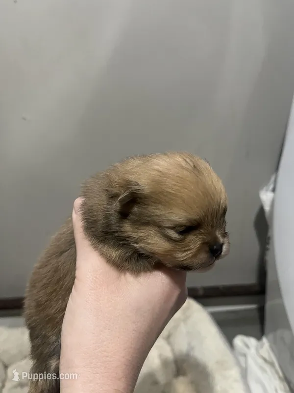 Boy #1 – Pomeranian puppy for sale in New Britain, CT