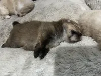 Boy #1, a male Pomeranian for sale in New Britain, CT – Photo 5 of 9