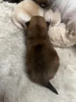 Boy #1, a male Pomeranian for sale in New Britain, CT – Photo 2 of 6