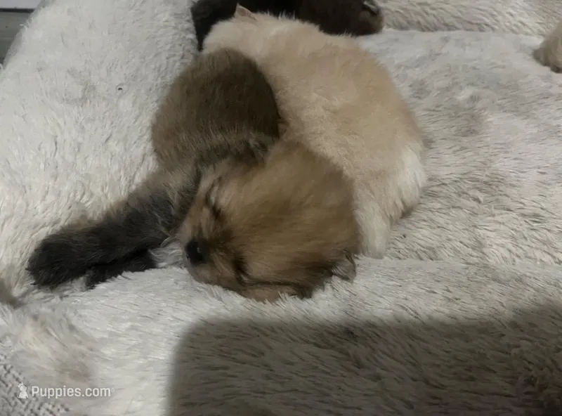 Boy #1 – Pomeranian puppy for sale in New Britain, CT