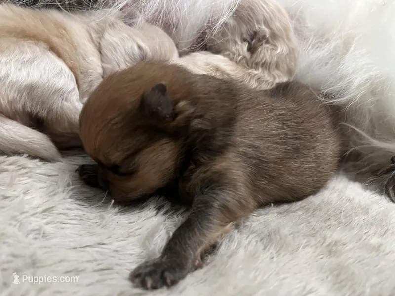 Boy #1 – Pomeranian puppy for sale in New Britain, CT