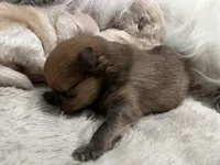 Boy #1, a male Pomeranian for sale in New Britain, CT – Photo 1 of 6