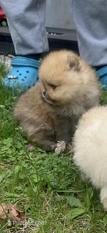 Boy #1 – Pomeranian puppy for sale in New Britain, CT