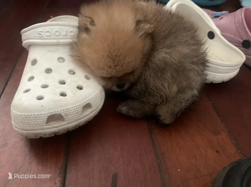 Boy #1 – Pomeranian puppy for sale in New Britain, CT