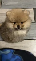 Boy #1, a male Pomeranian for sale in New Britain, CT – 2 of 9
