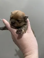 Boy #1, a male Pomeranian for sale in New Britain, CT – Photo 3 of 6