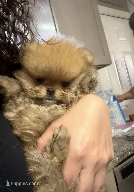Boy #1 – Pomeranian puppy for sale in New Britain, CT