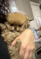 Boy #1, a male Pomeranian for sale in New Britain, CT – 1 of 9