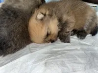 Boy #1, a male Pomeranian for sale in New Britain, CT – Photo 4 of 9