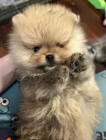 Boy #1, a male Pomeranian for sale in New Britain, CT – 6 of 9