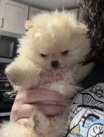 Girl #2, a female Pomeranian for sale in New Britain, CT – 4 of 10