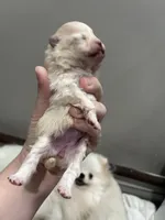 Girl #2, a female Pomeranian for sale in New Britain, CT – Photo 2 of 6