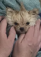 Girl #2, a female Pomeranian for sale in New Britain, CT – 5 of 10