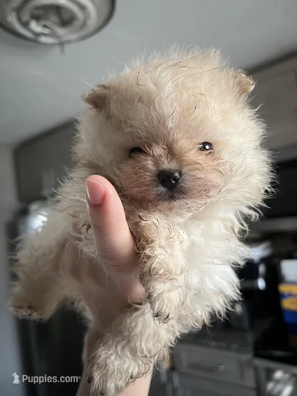 Girl #2 – Pomeranian puppy for sale in New Britain, CT